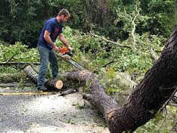Best Tree Risk Assessment  in Palm Bay, FL