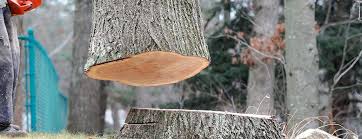 How Our Tree Care Process Works  in  Palm Bay, FL
