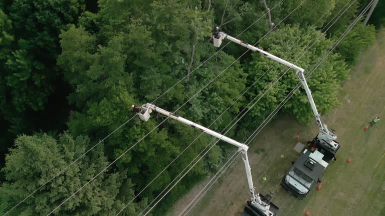 Best Storm Damage Tree Cleanup  in Palm Bay, FL